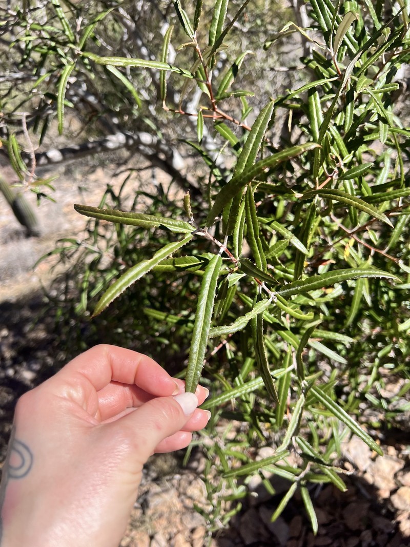 Vauquelinia californica subsp. sonorensis photo 5