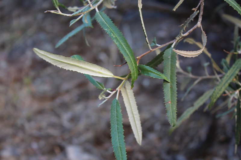 Vauquelinia californica subsp. sonorensis photo 6