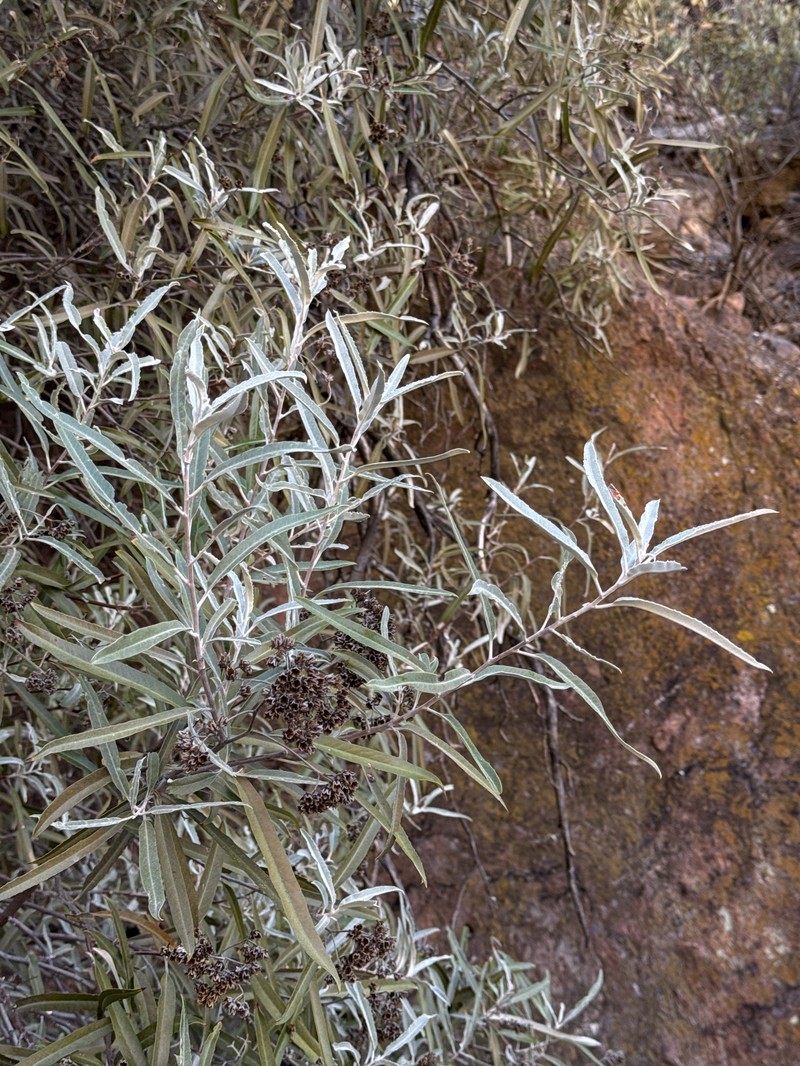Vauquelinia californica subsp. sonorensis photo 7