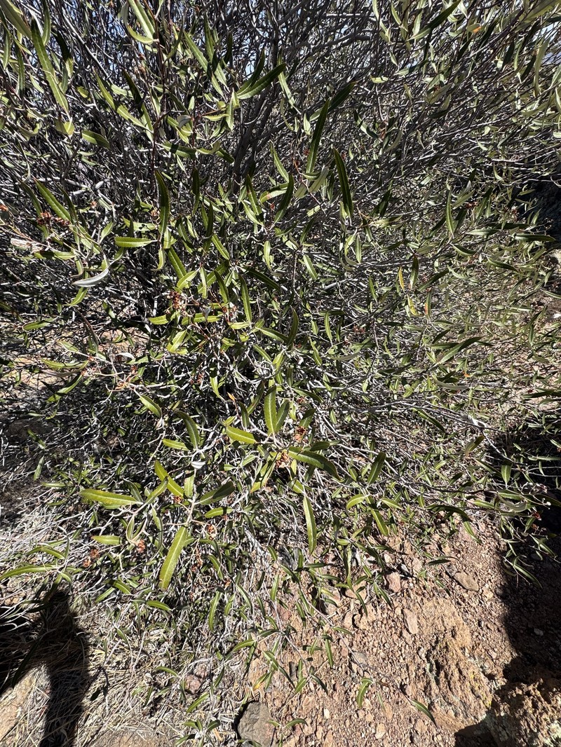 Vauquelinia californica subsp. sonorensis photo 8