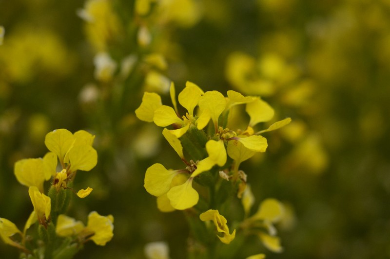 Vella pseudocytisus subsp. pseudocytisus