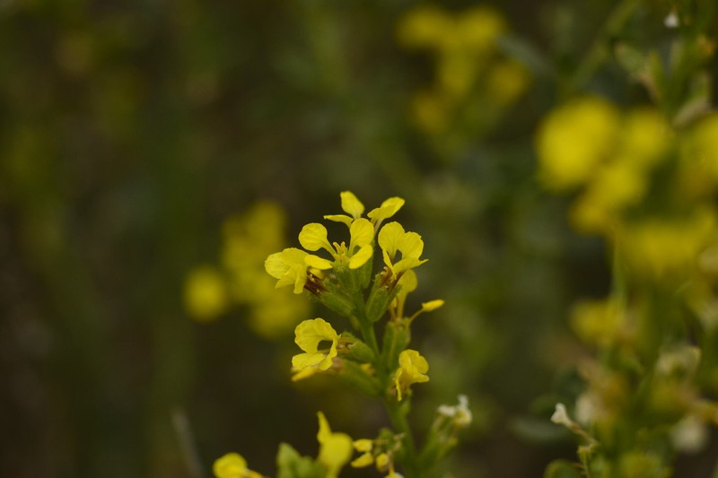Vella pseudocytisus subsp. pseudocytisus photo 2