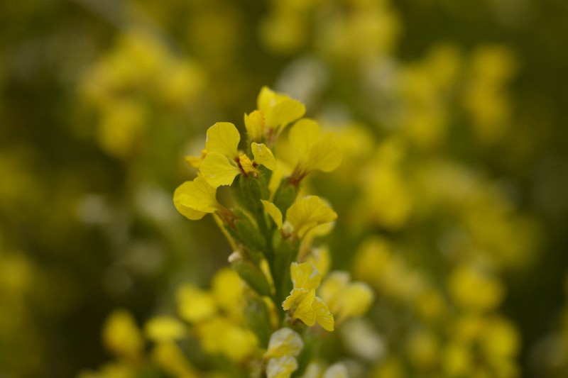 Vella pseudocytisus subsp. pseudocytisus photo 3