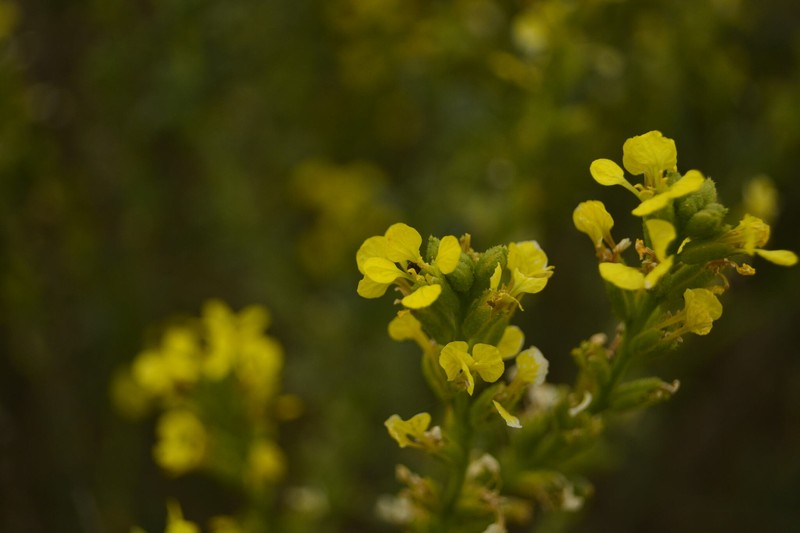 Vella pseudocytisus subsp. pseudocytisus photo 4
