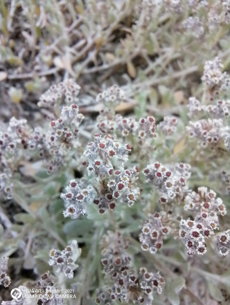 Vellereophyton dealbatum