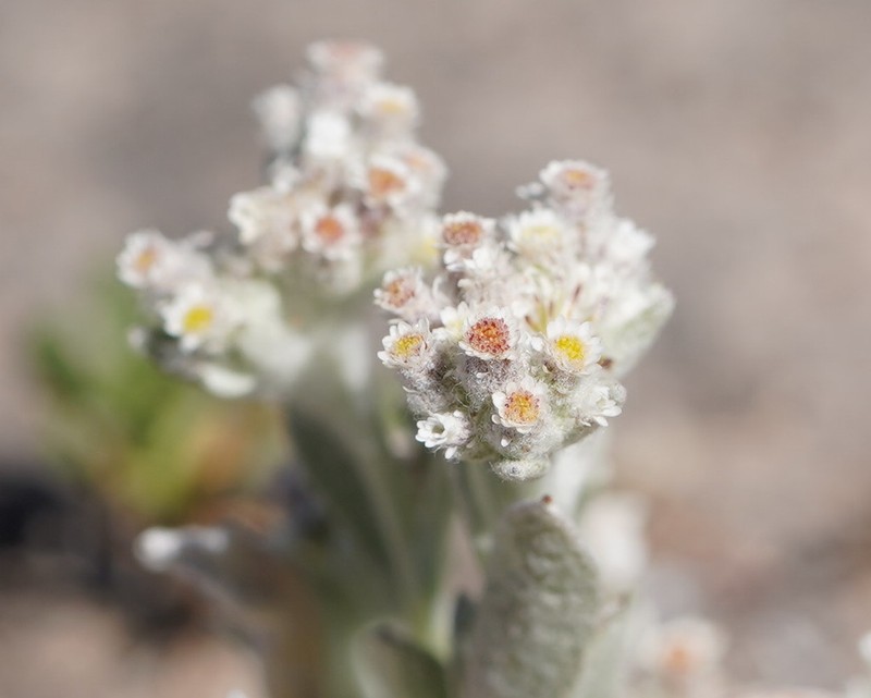 Vellereophyton dealbatum photo 2