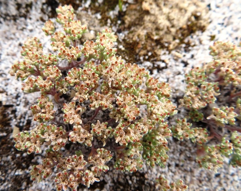 Vellereophyton dealbatum photo 3