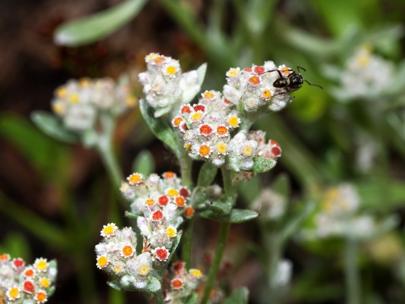 Vellereophyton dealbatum photo 4