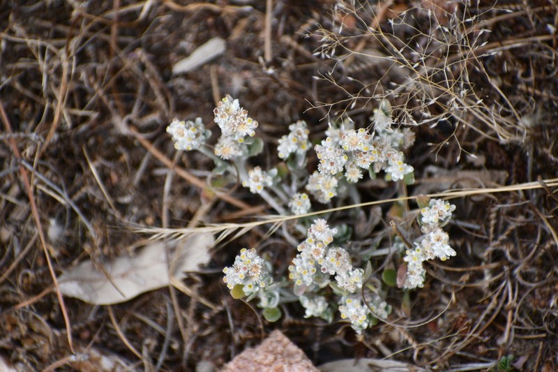 Vellereophyton dealbatum photo 6