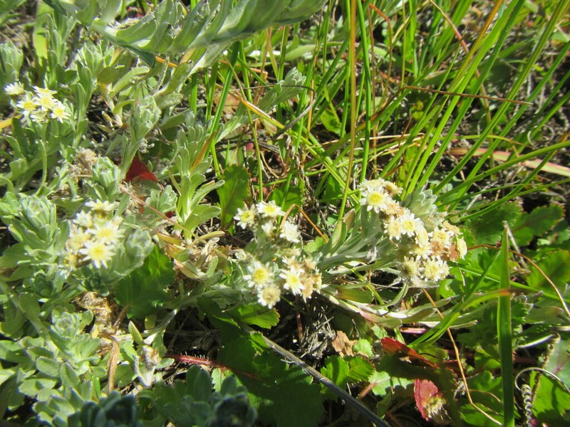 Vellereophyton dealbatum photo 7