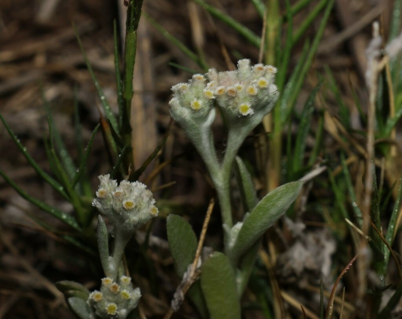 Vellereophyton dealbatum photo 8