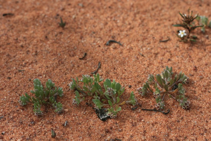 Vellereophyton gracillimum
