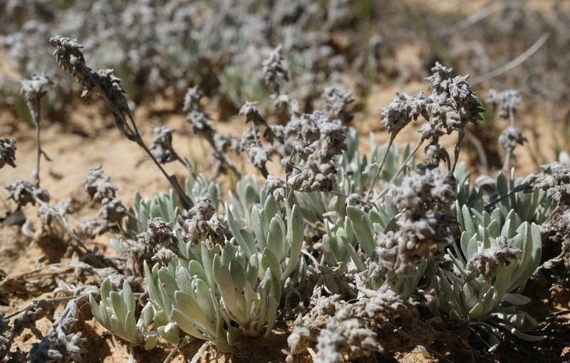 Vellereophyton gracillimum photo 2