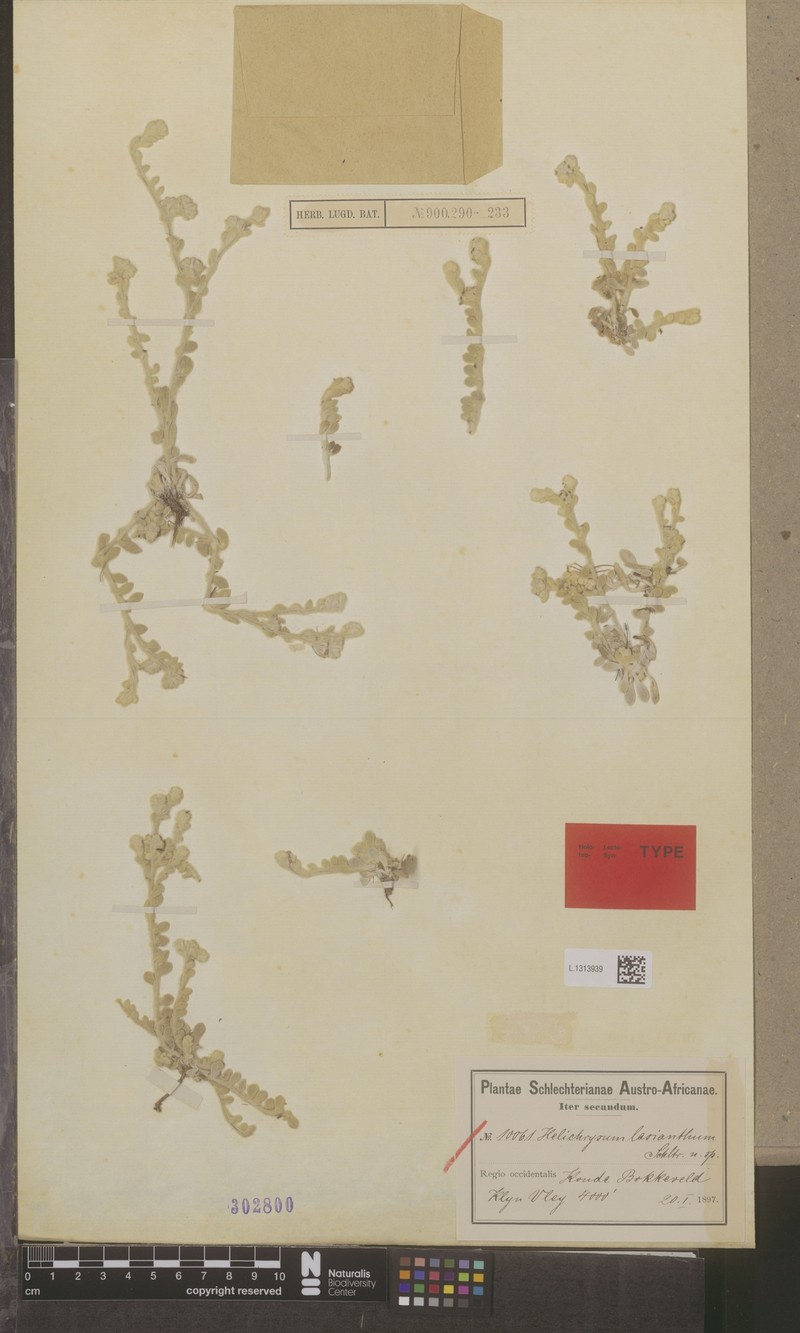 Vellereophyton lasianthum