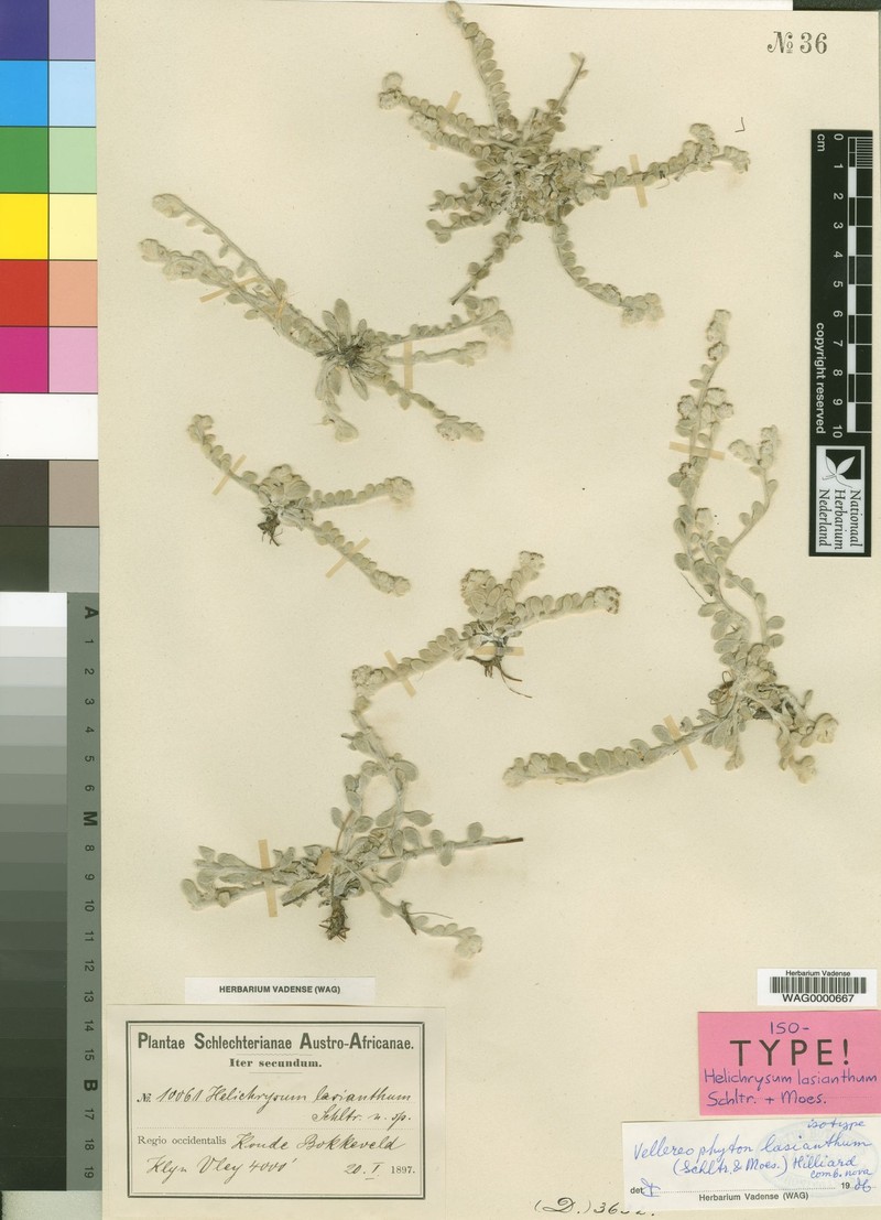 Vellereophyton lasianthum photo 2