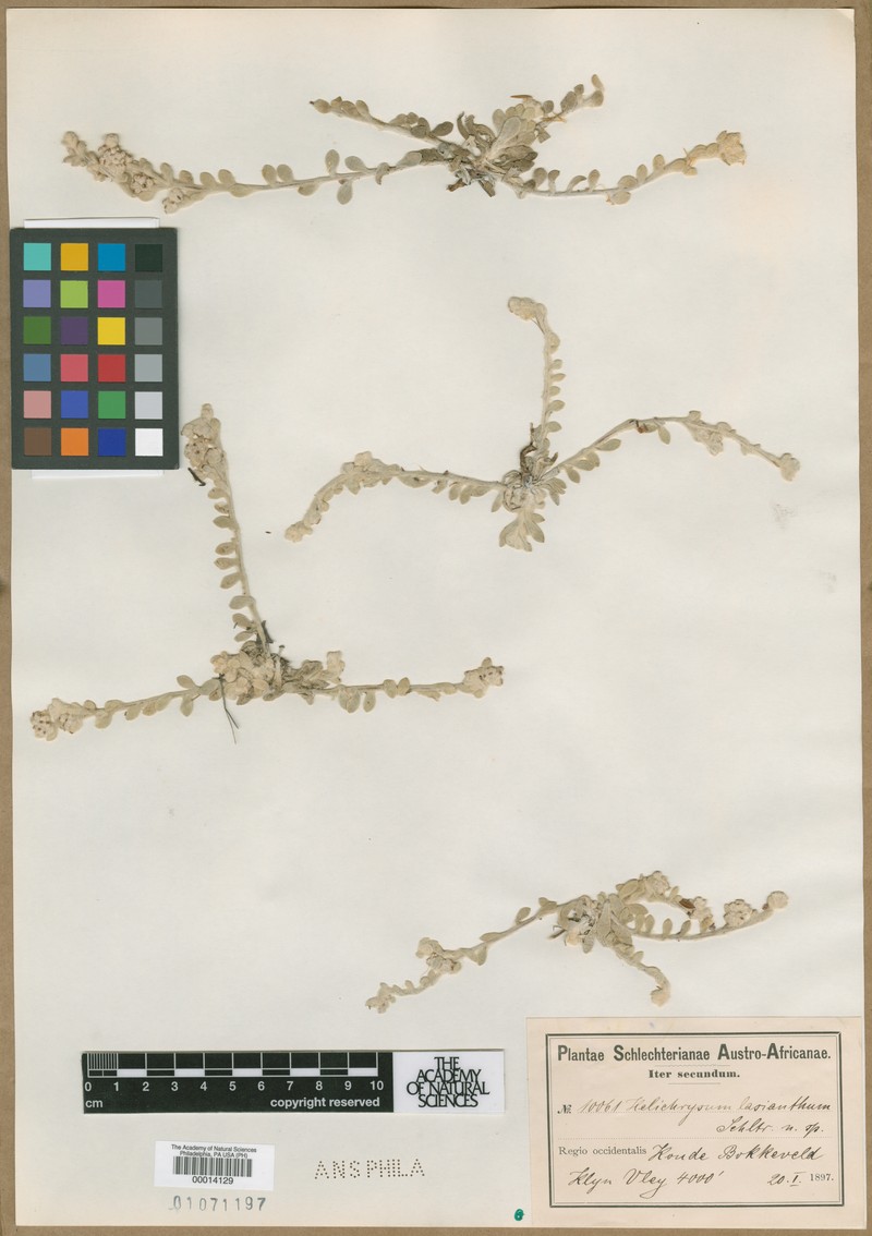 Vellereophyton lasianthum photo 4