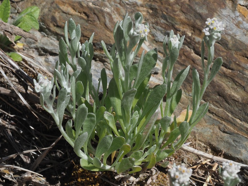 Vellereophyton niveum