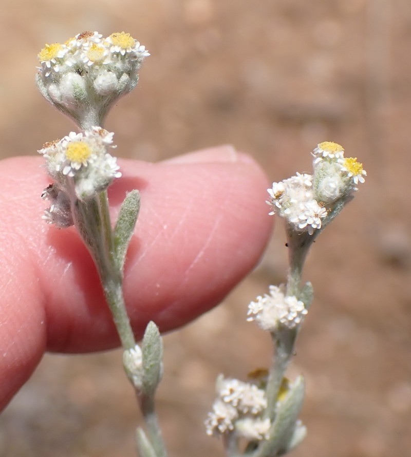 Vellereophyton niveum photo 2
