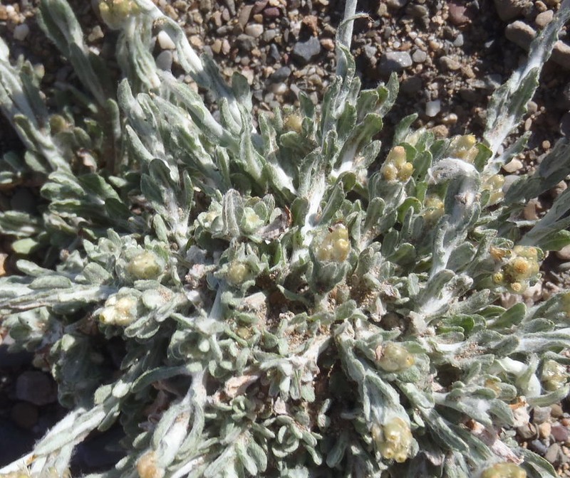 Vellereophyton niveum photo 3