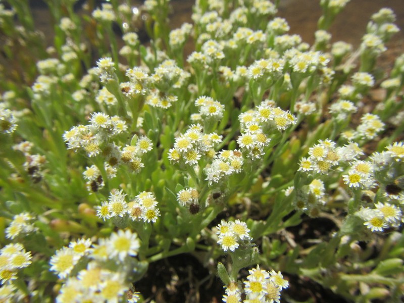 Vellereophyton niveum photo 4