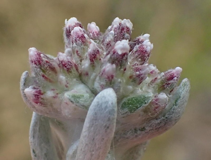 Vellereophyton niveum photo 5