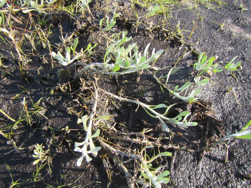 Vellereophyton niveum photo 7