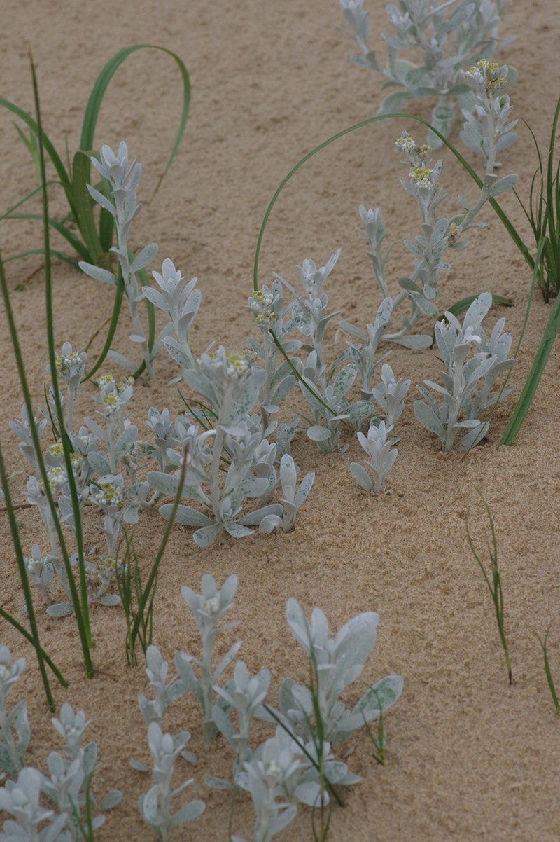 Vellereophyton vellereum