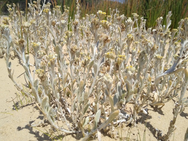 Vellereophyton vellereum photo 3