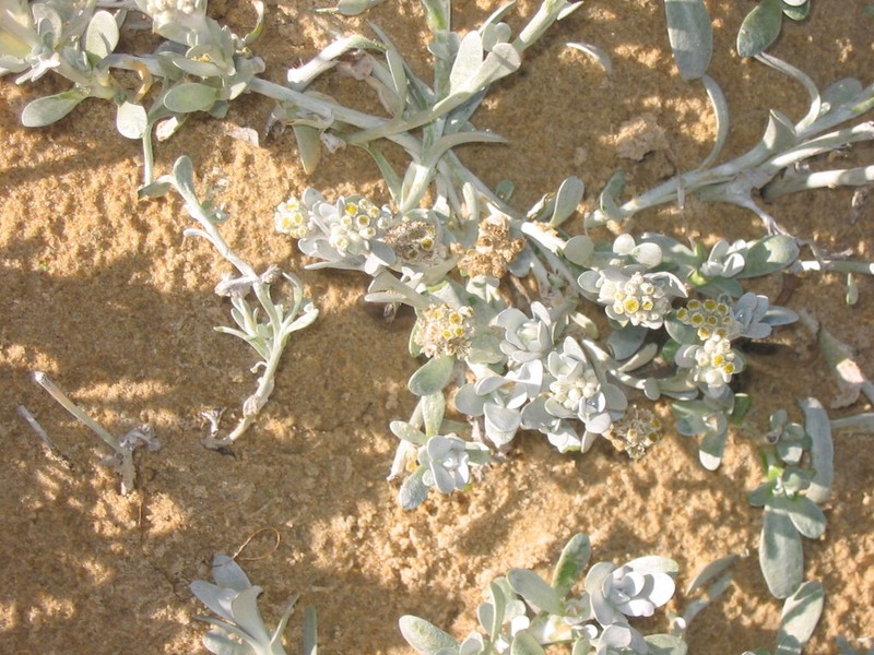 Vellereophyton vellereum photo 8