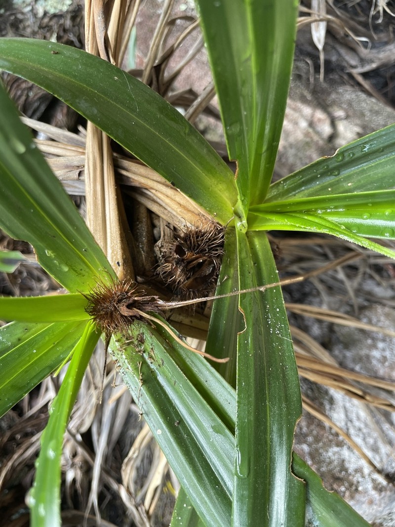 Vellozia mellosilvae