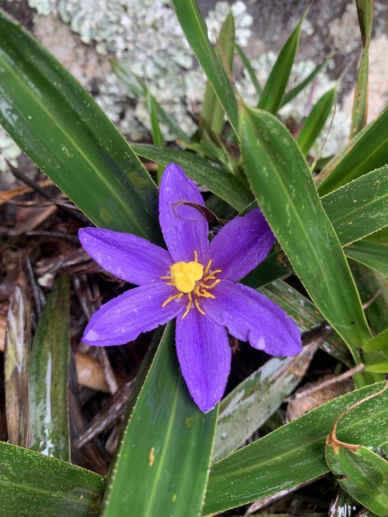 Vellozia mellosilvae photo 2