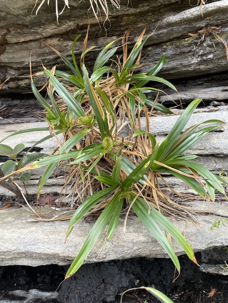 Vellozia mellosilvae photo 3