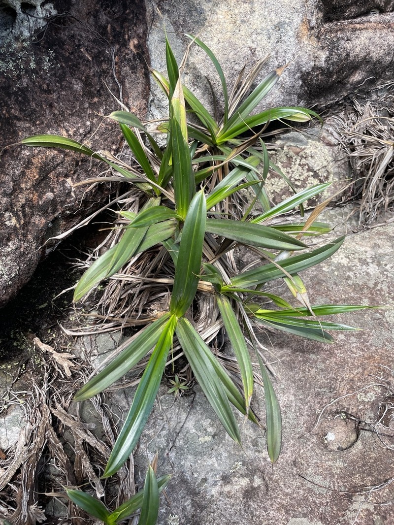 Vellozia mellosilvae photo 5