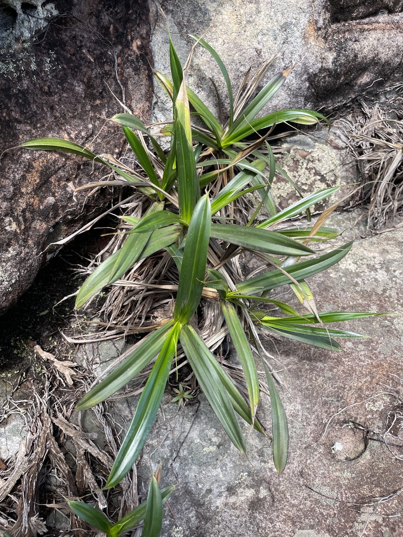 Vellozia mellosilvae photo 6