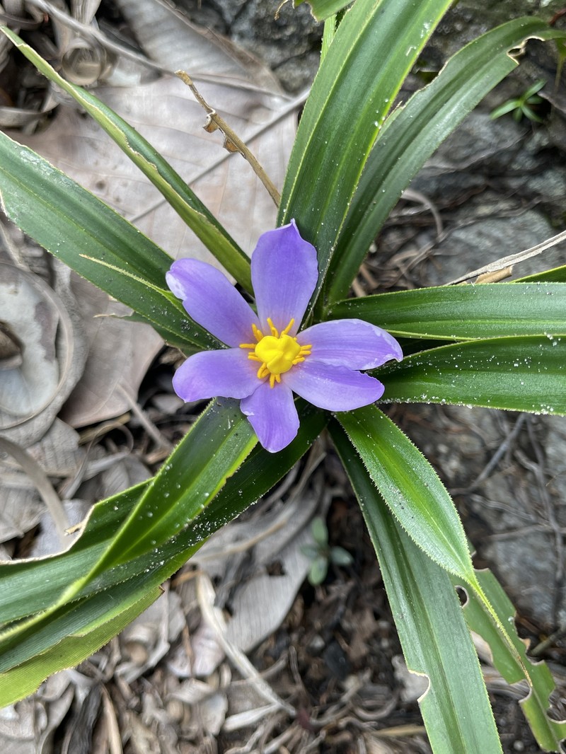 Vellozia mellosilvae photo 7