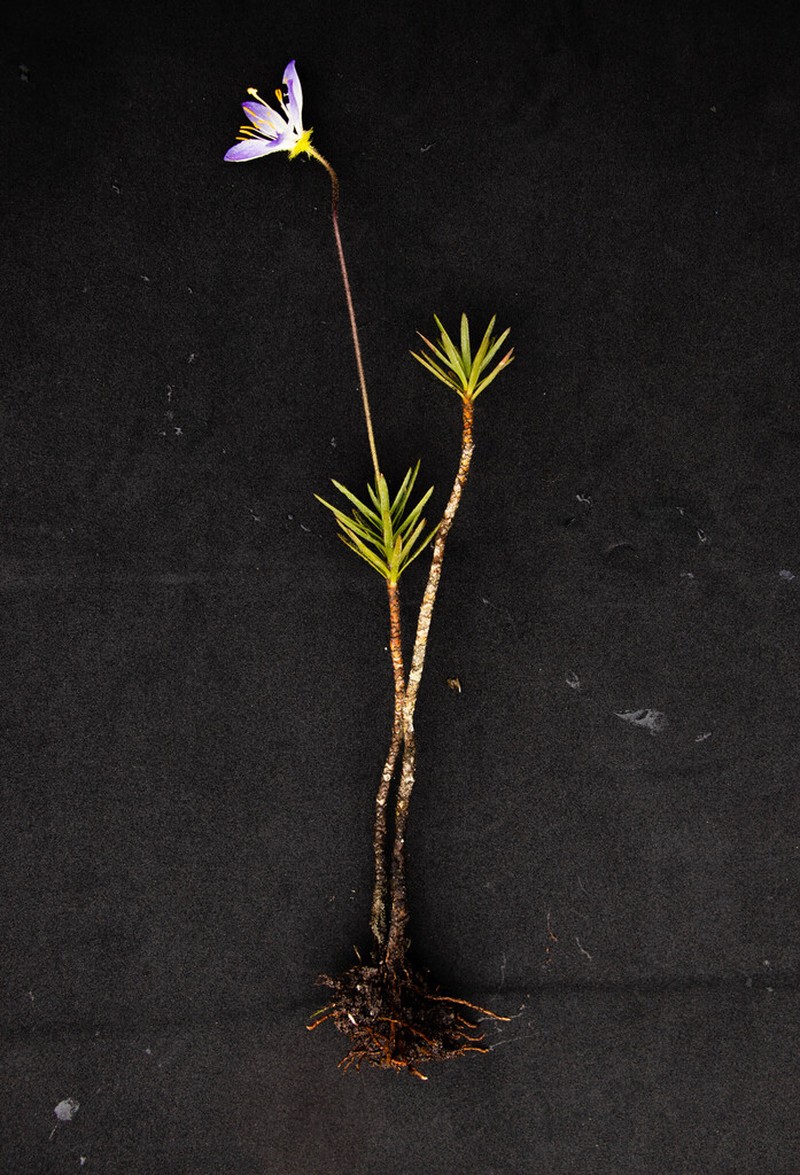 Vellozia religiosa