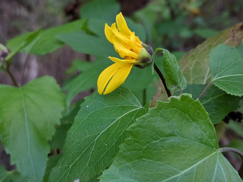 Canyon Sunflower