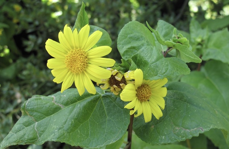 Canyon Sunflower photo 2
