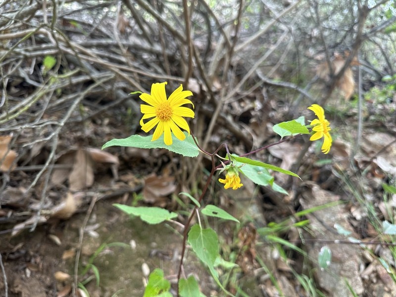 Canyon Sunflower photo 3