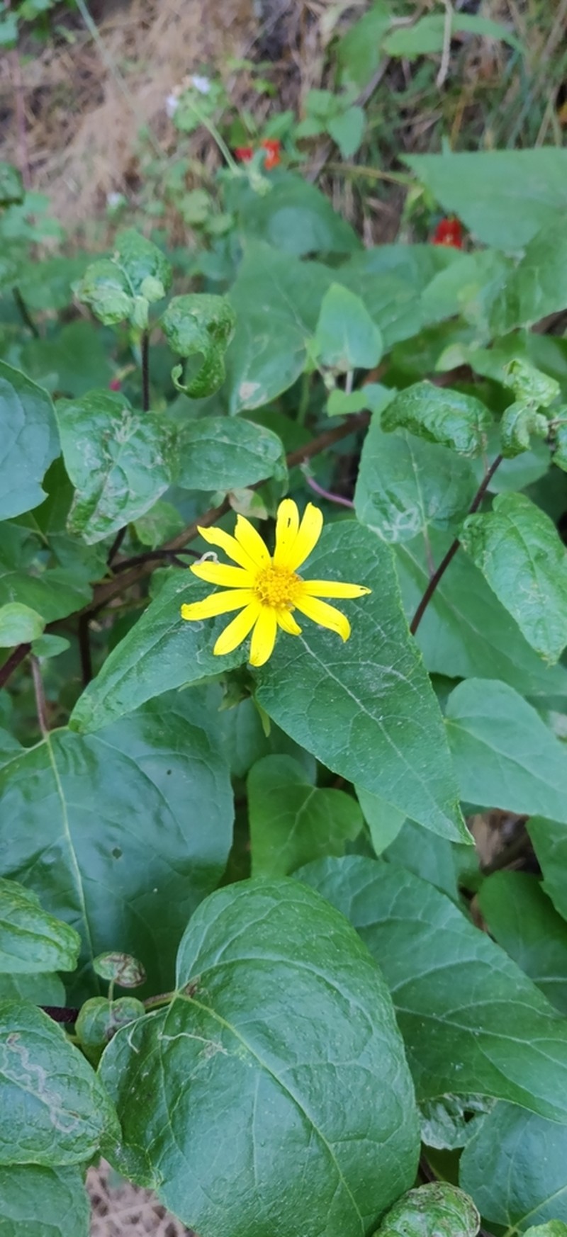 Canyon Sunflower photo 4