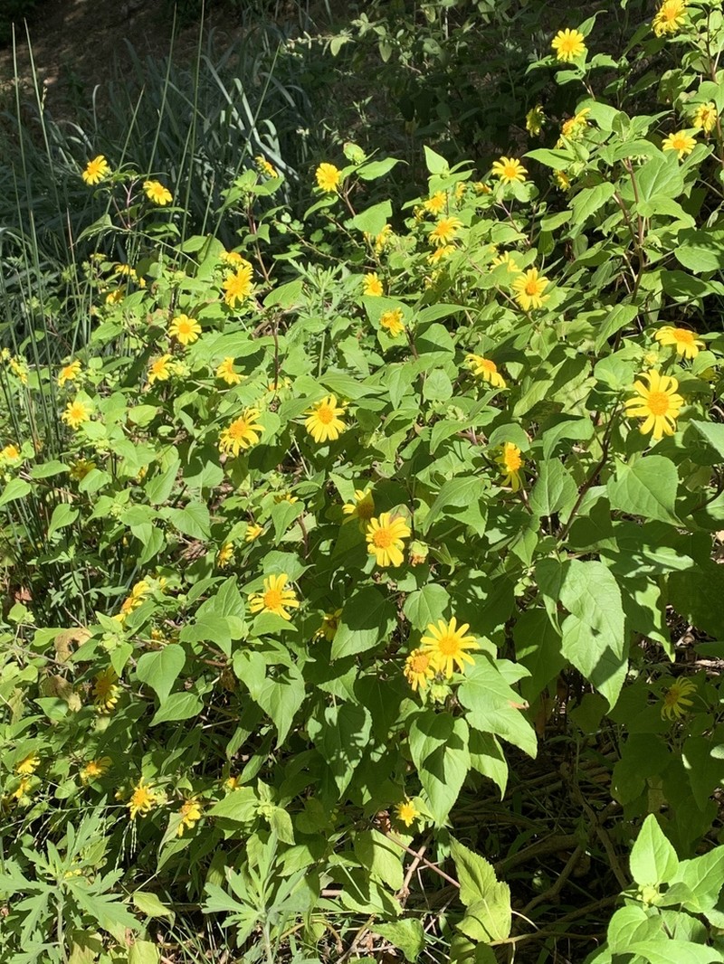 Canyon Sunflower photo 5
