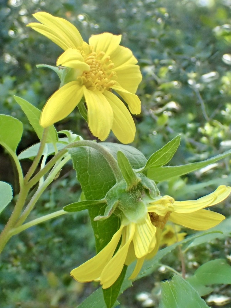 Canyon Sunflower photo 6