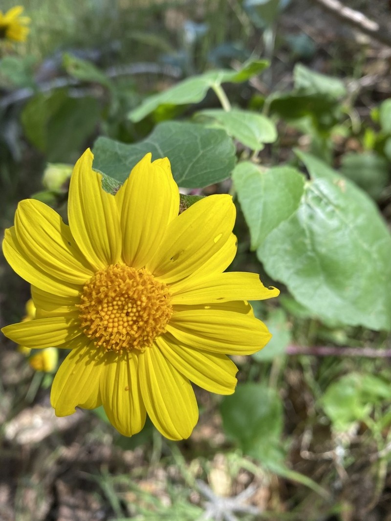 Canyon Sunflower photo 8
