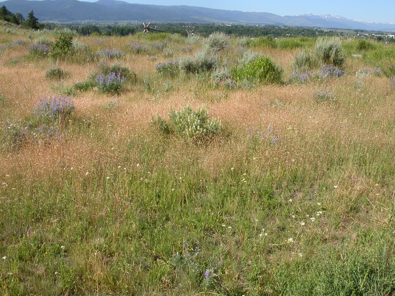 North Africa Grass photo 2