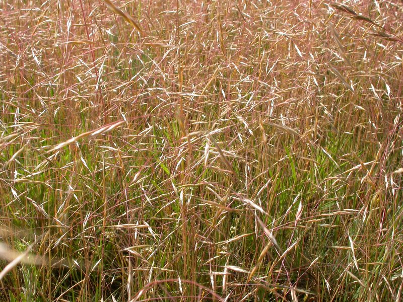 North Africa Grass