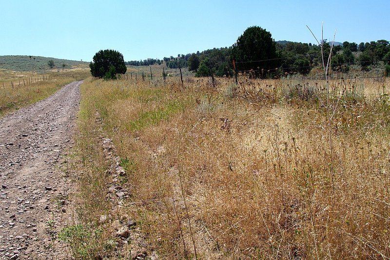North Africa Grass photo 6