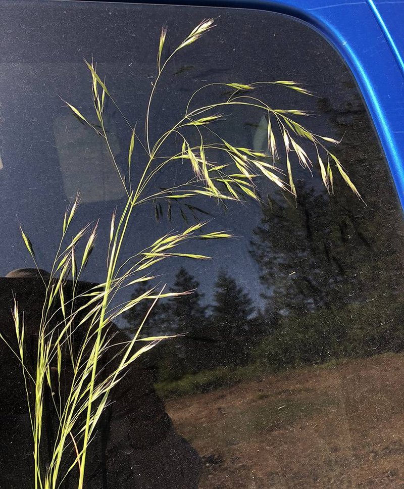 North Africa Grass photo 7