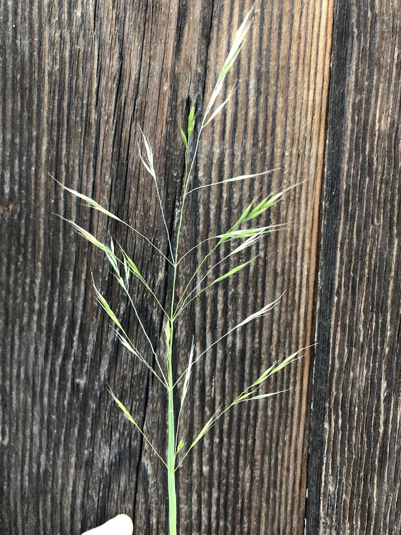 North Africa Grass photo 8