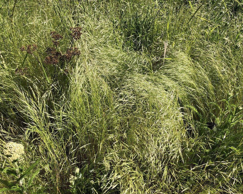 North Africa Grass photo 3