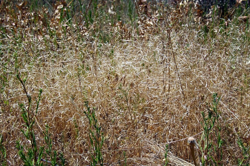 North Africa Grass photo 4